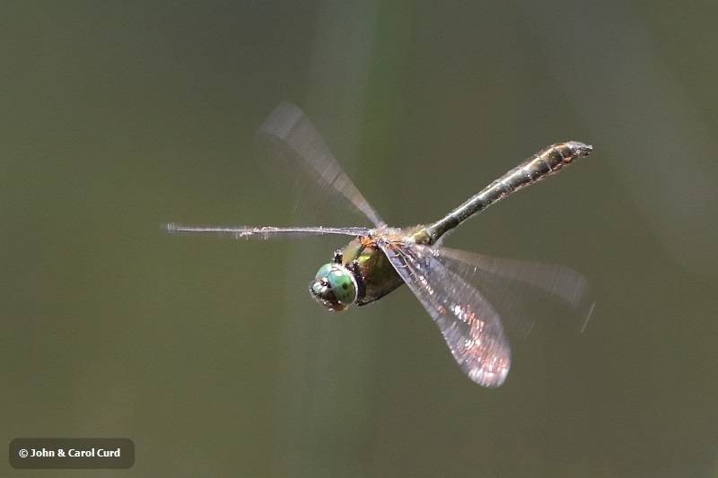 J16_0570 Cordulia aenaea in flight.JPG